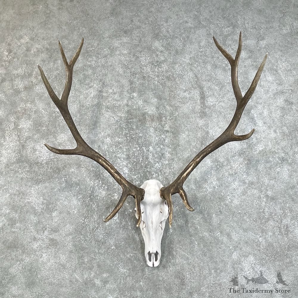 Rocky Mountain Elk Skull European Mount For Sale #25838 @ The Taxidermy Store