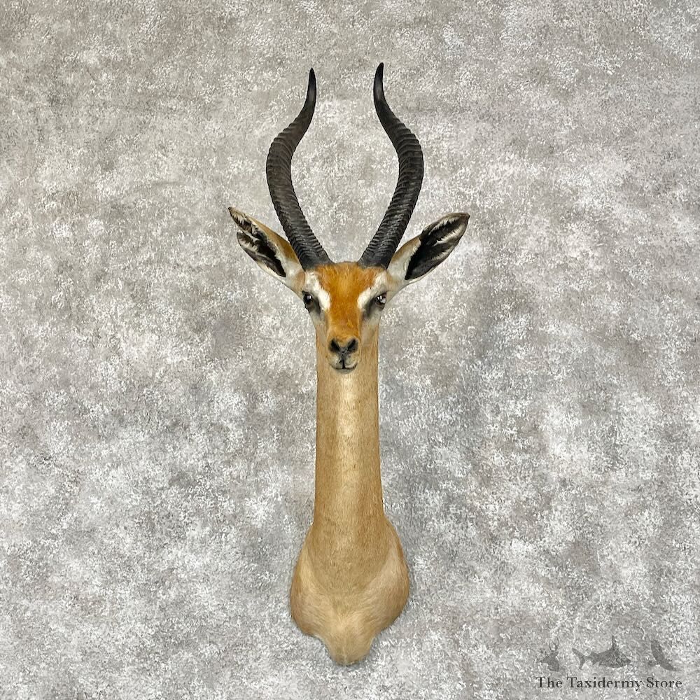 Gerenuk Shoulder Mount For Sale #28084 @ The Taxidermy Store