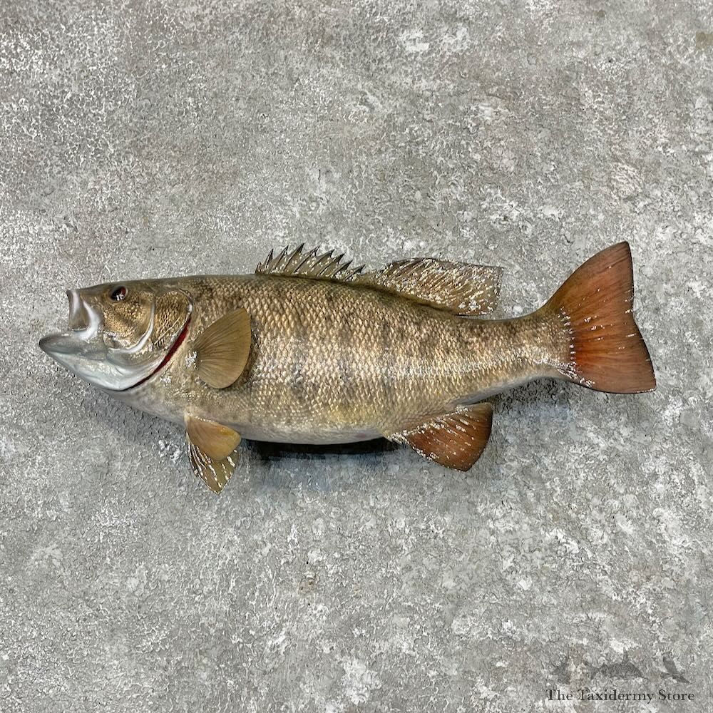 Smallmouth Bass Fish Mount For Sale #27556 @ The Taxidermy Store