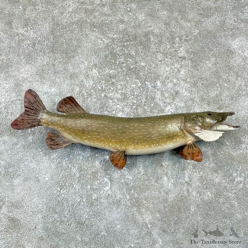 Northern Pike Fish Taxidermy Mount For Sale #25959 @ The Taxidermy Store
