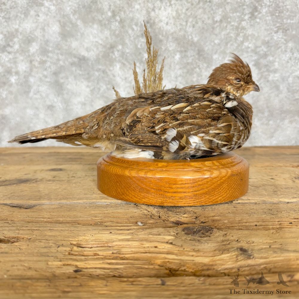 Ruffed Grouse Bird Mount For Sale #29839 @ The Taxidermy Store