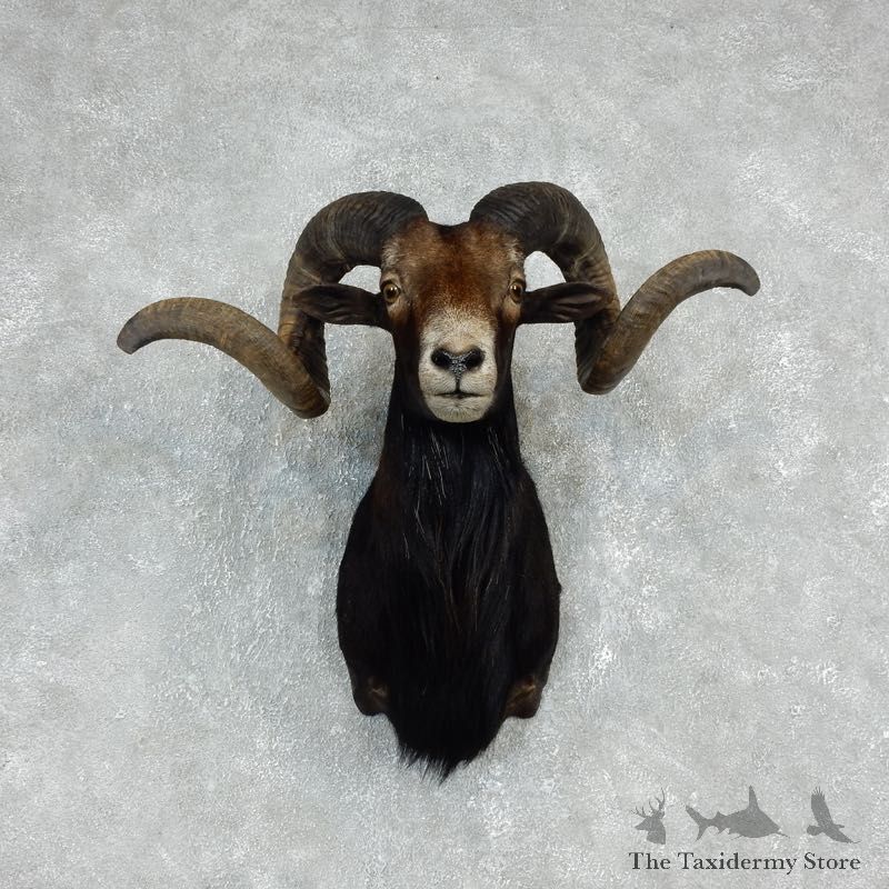Corsican Ram Shoulder Mount For Sale #17909 @ The Taxidermy Store