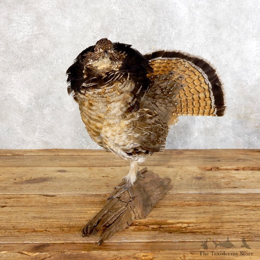Ruffed Grouse Bird Mount For Sale #18546 - The Taxidermy Store