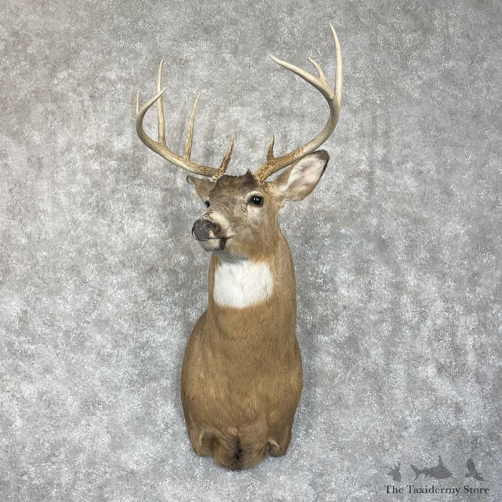 Whitetail Deer Shoulder Mount For Sale #28058 - The Taxidermy Store