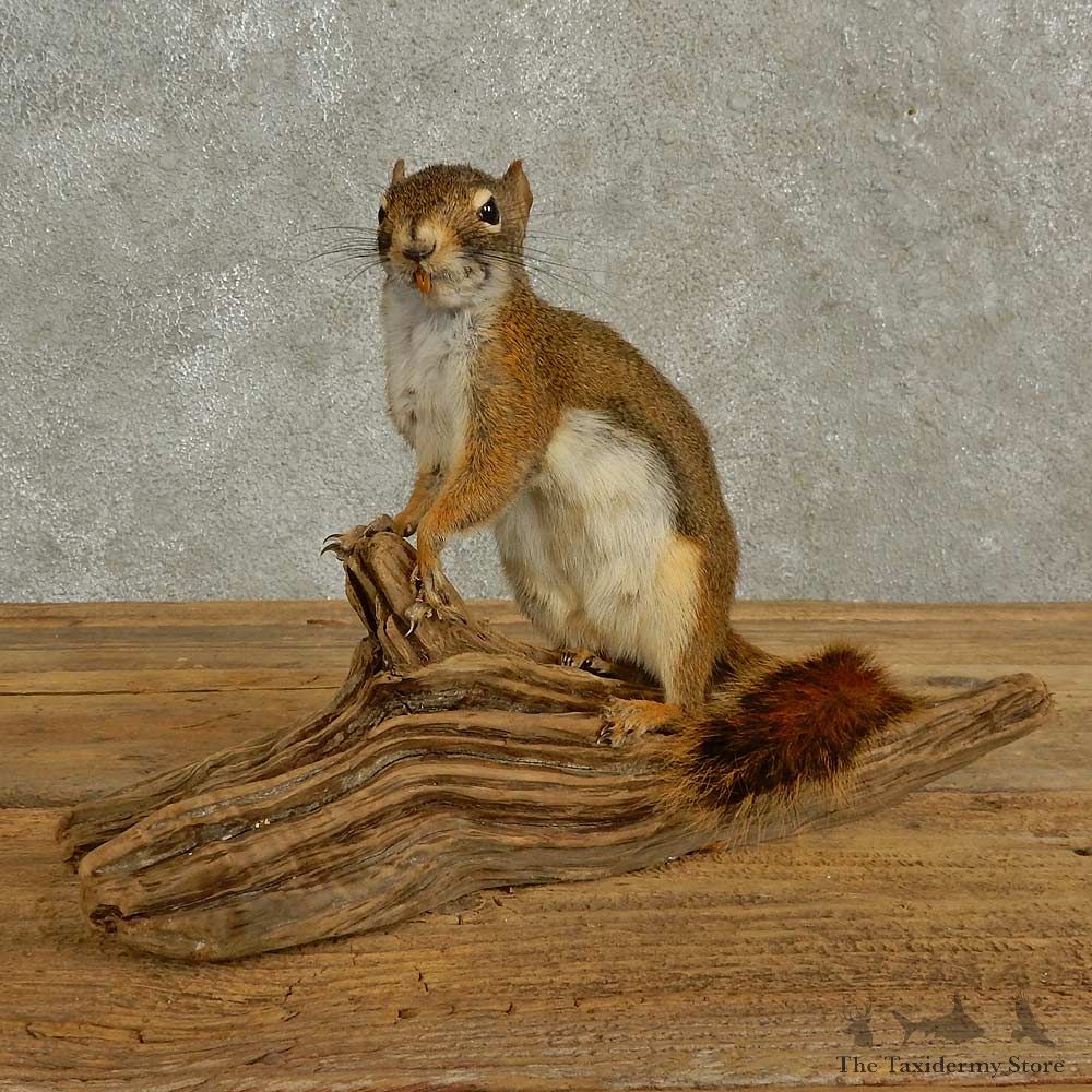 Red Squirrel Life-Size Mount For Sale #16939 @ The Taxidermy Store