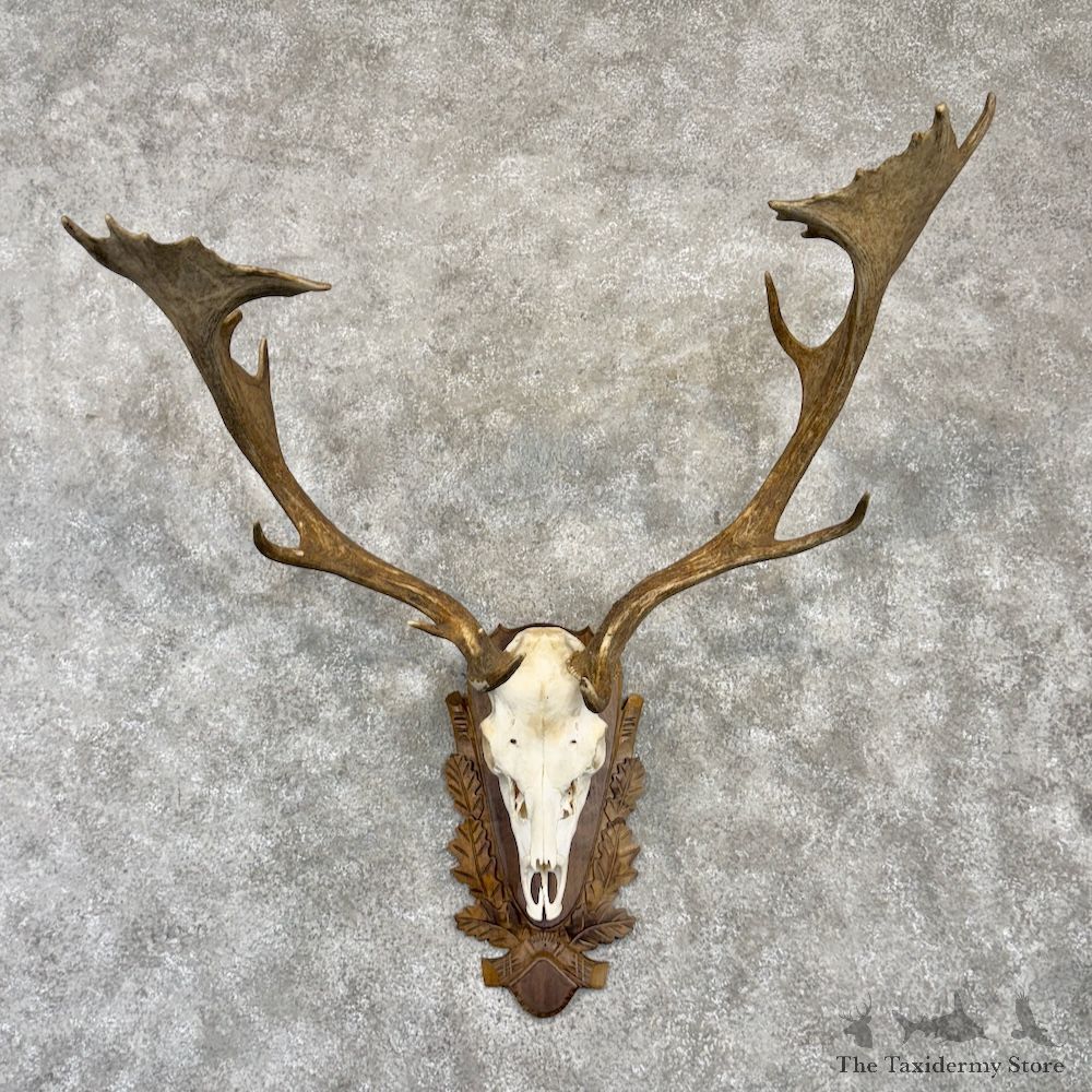 Bulgarian Fallow Deer Skull Antler European Mount For Sale #29988 @ The Taxidermy Store