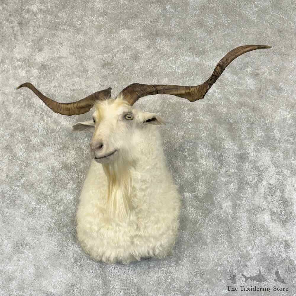 Feral Goat Shoulder Mount For Sale #30938 @ The Taxidermy Store