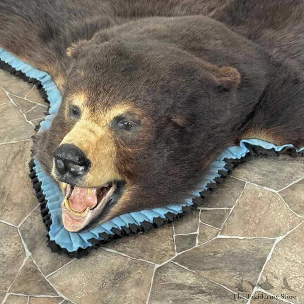 Black Bear Full-Size Rug For Sale #31034 @ The Taxidermy Store