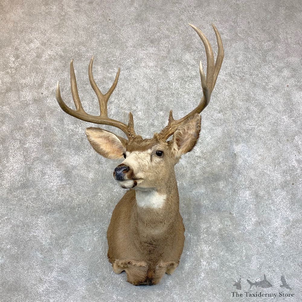Mule Deer Shoulder Mount For Sale #23617 @ The Taxidermy Store