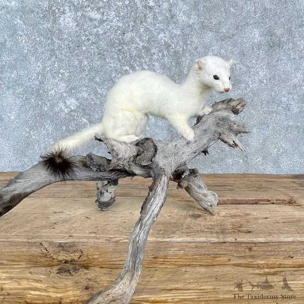 Ermine Life-Size Mount For Sale #27184 @ The Taxidermy Store