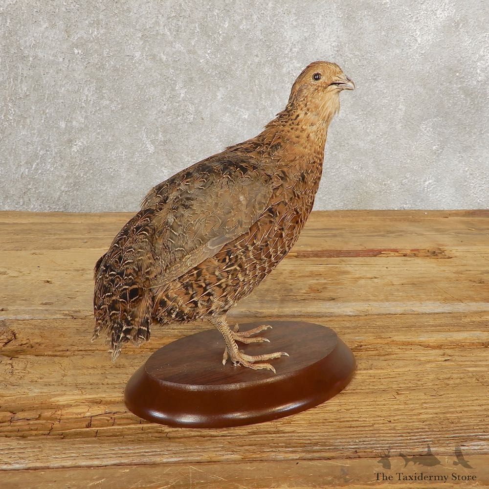 Cortunix Quail Bird Mount For Sale #21045 @ The Taxidermy Store