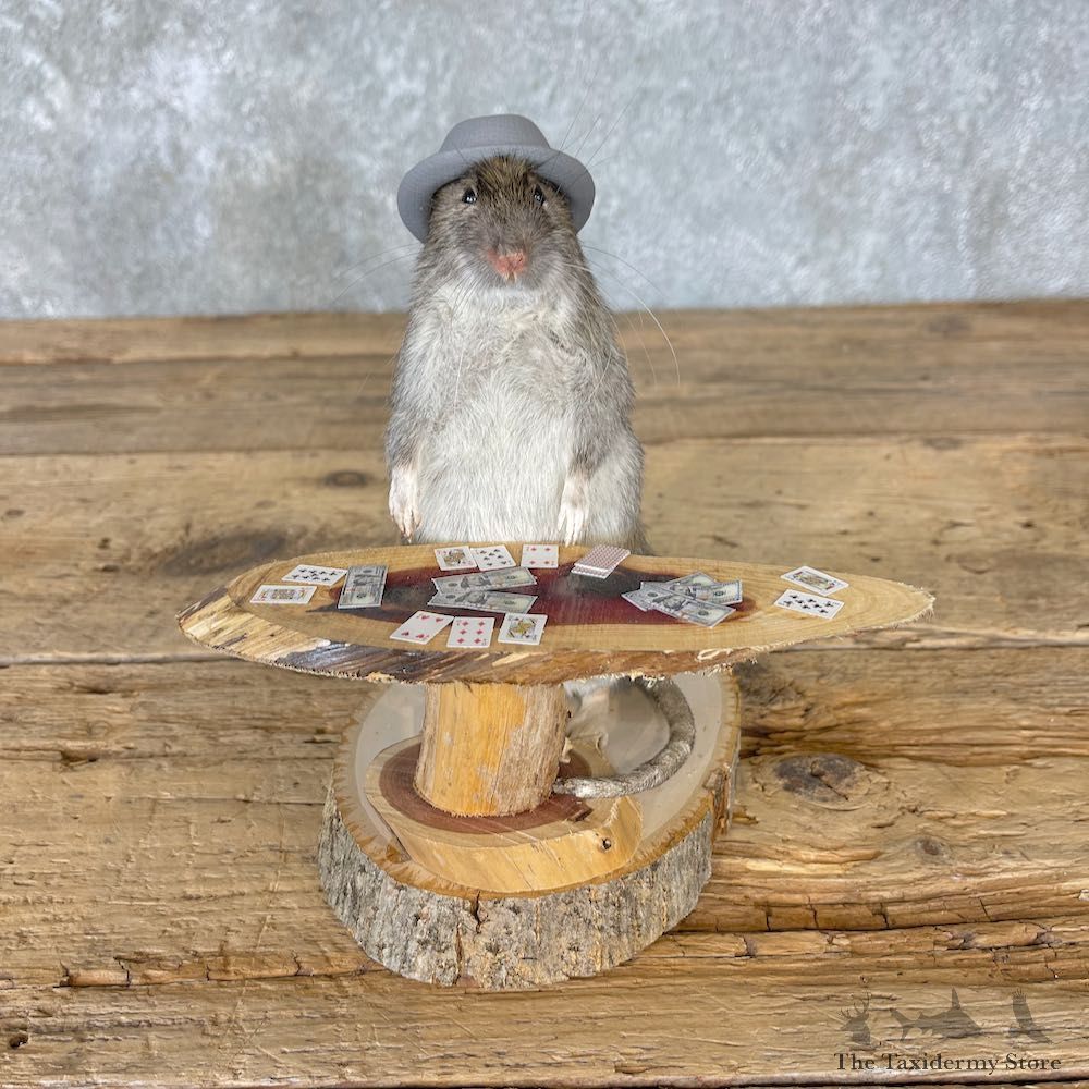 Blackjack Poker Rat Novelty Mount For Sale #26545 @ The Taxidermy Store