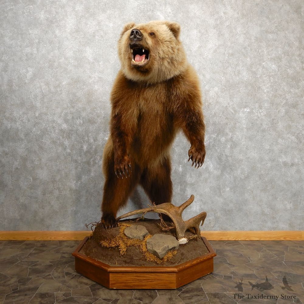 Inland Grizzly Bear Mount For Sale #18876 @ The Taxidermy Store