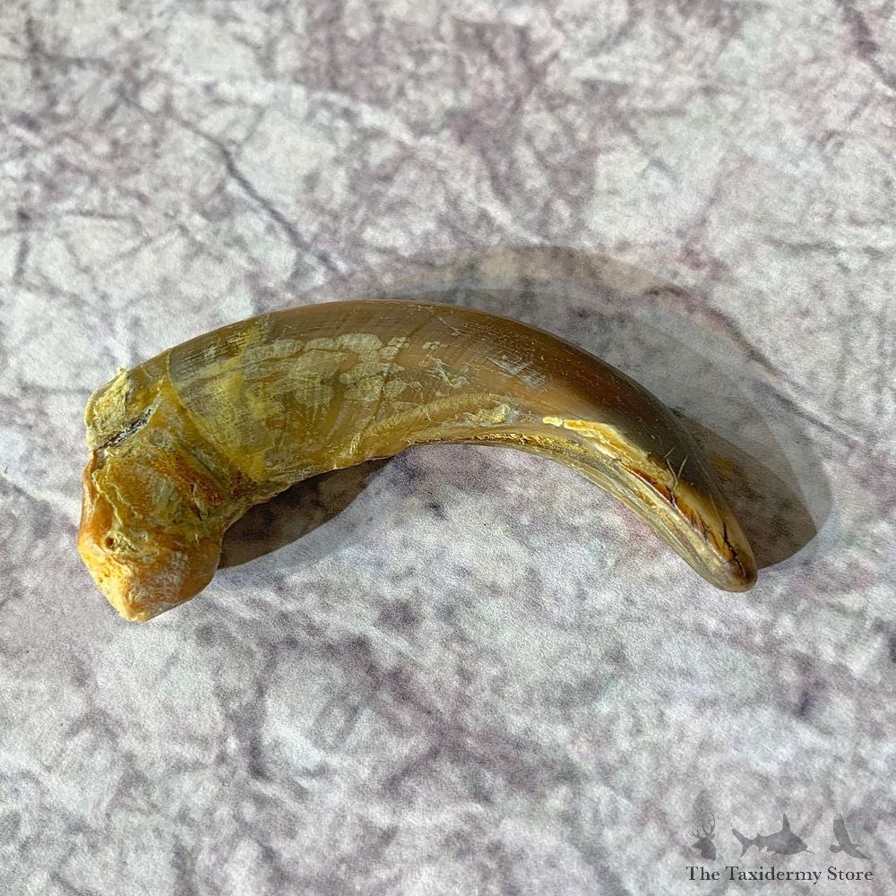 Grizzly Bear Claw For Sale #21916 @ The Taxidermy Store