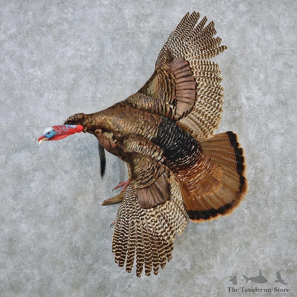 Eastern Wild Turkey Life Size Taxidermy Mount #12639 For Sale @ The Taxidermy Store