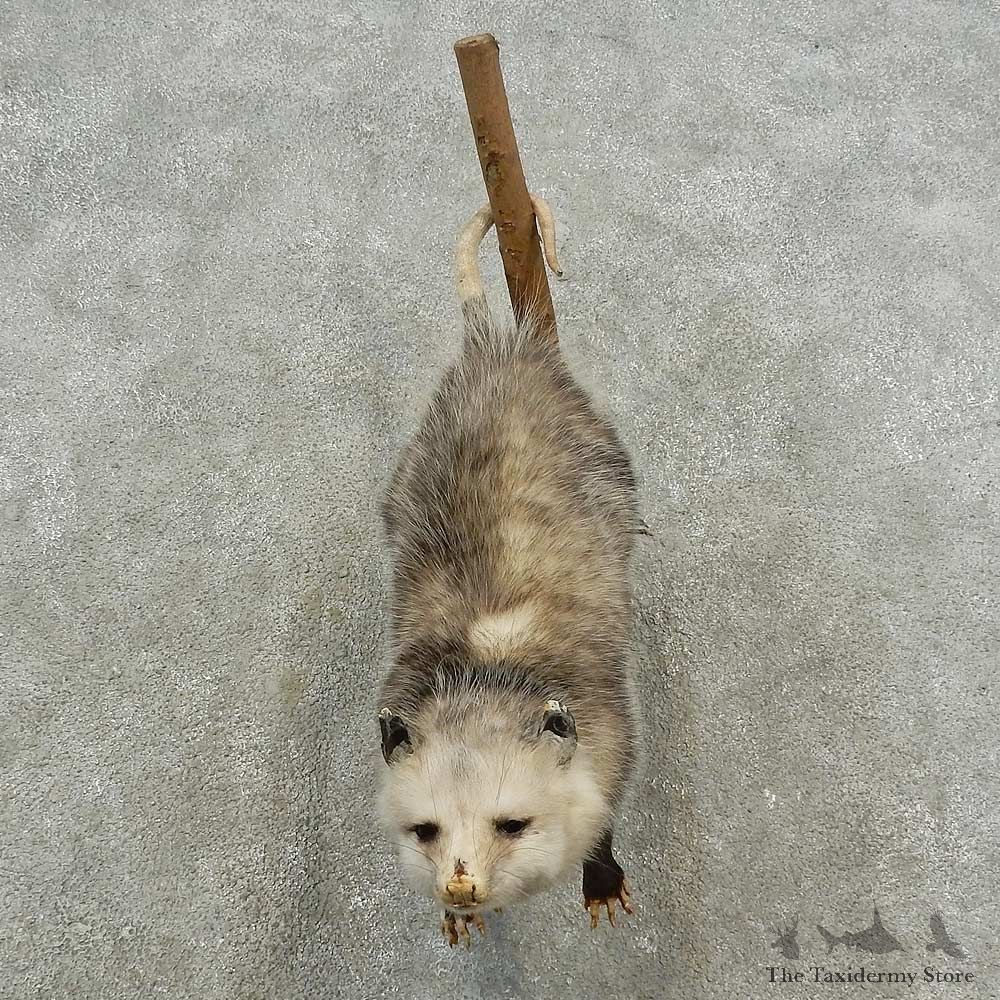 Wall-Hanging Opossum Mount For Sale #16722 @ The Taxidermy Store