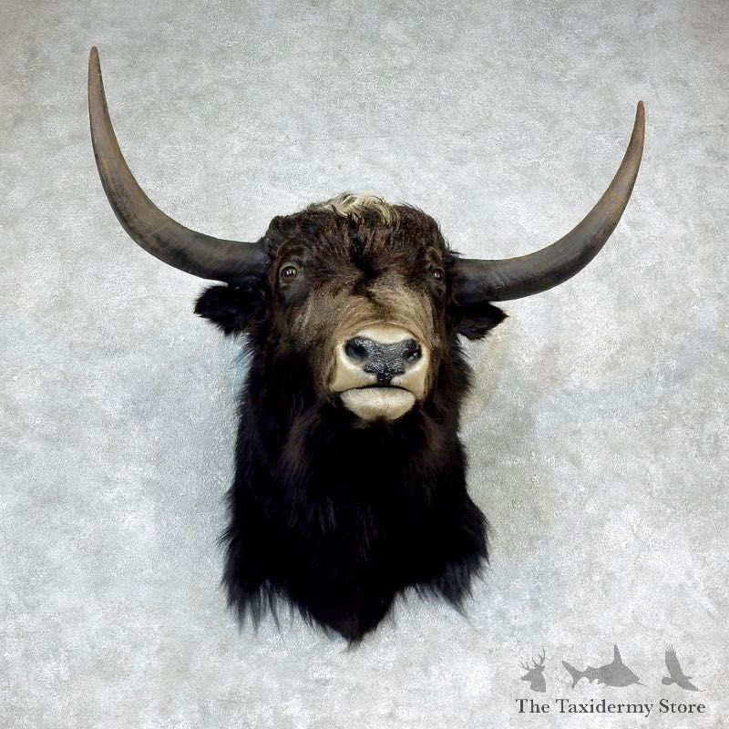 Yak Taxidermy Mount #18289 For Sale @ The Taxidermy Store