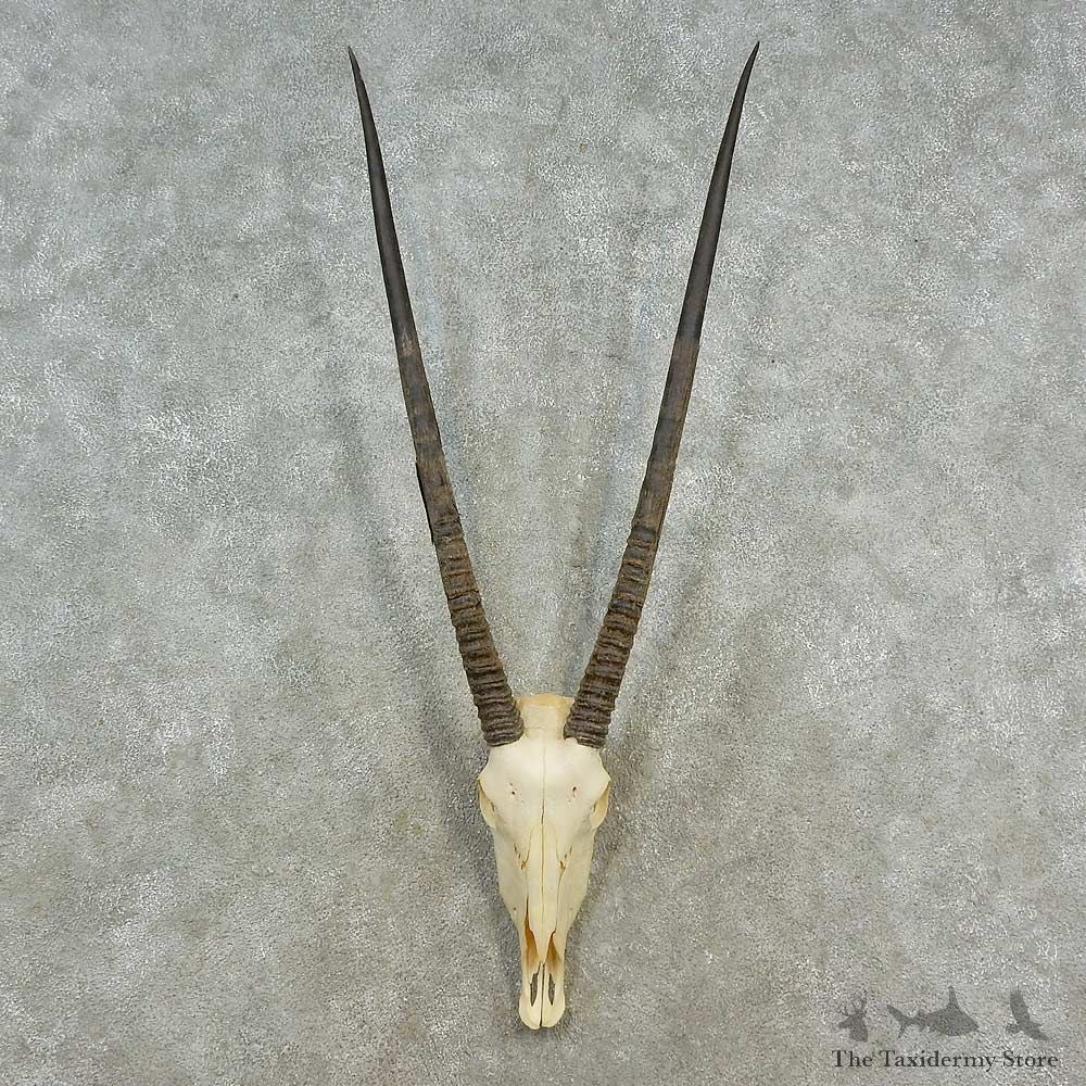 Gemsbok Skull & Horn European Mount For Sale #16545 @ The Taxidermy Store