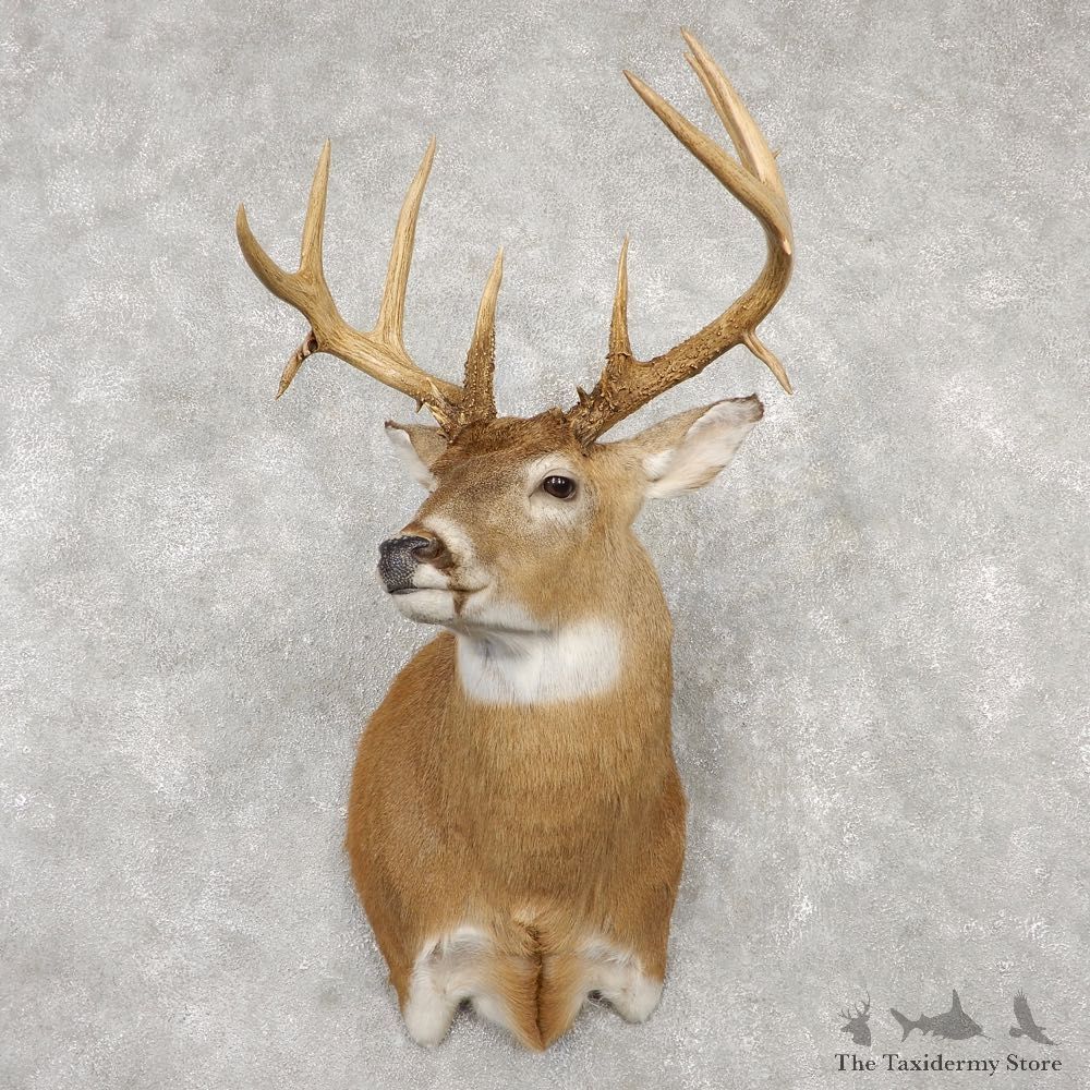Saskatchewan Whitetail Deer Shoulder Taxidermy Mount For Sale #18772 @ The Taxidermy Store