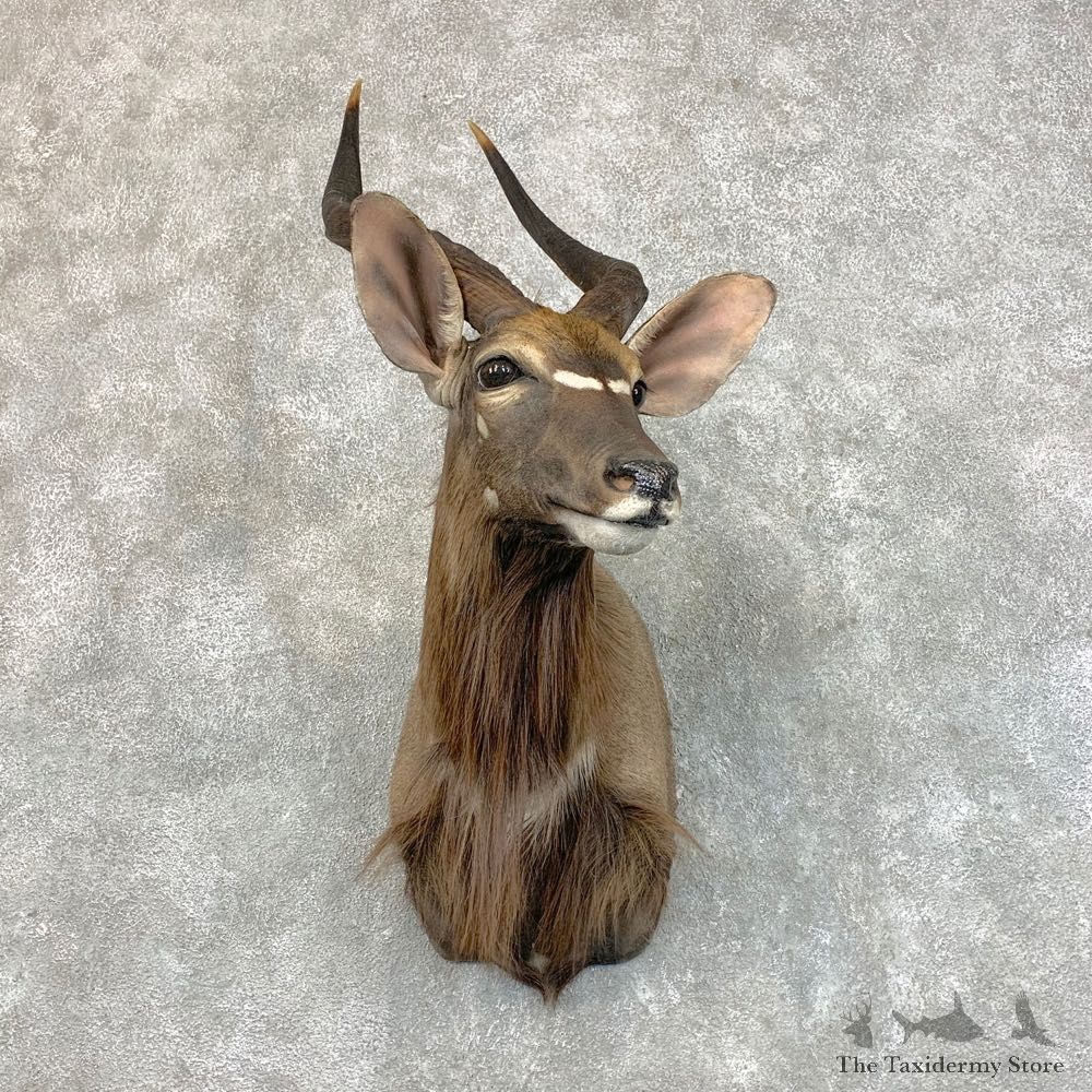 African Nyala Taxidermy Shoulder Mount #22815 For Sale @ The Taxidermy Store