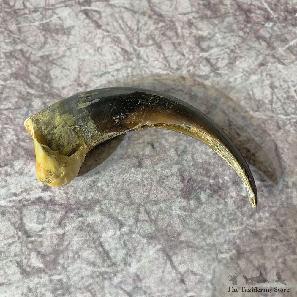 Grizzly Bear Claw For Sale #21877 - The Taxidermy Store