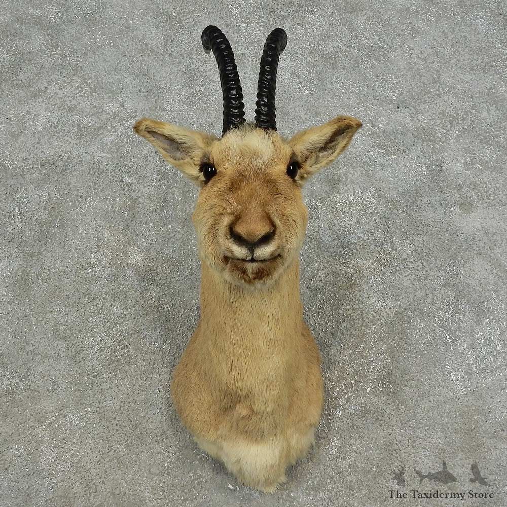 Tibetan Gazelle Shoulder Mount For Sale #16875 @ The Taxidermy Store