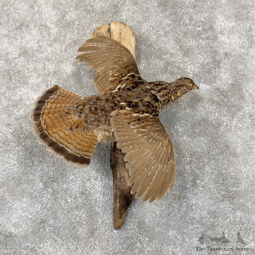 Ruffed Grouse Bird Mount For Sale #29888 @ The Taxidermy Store