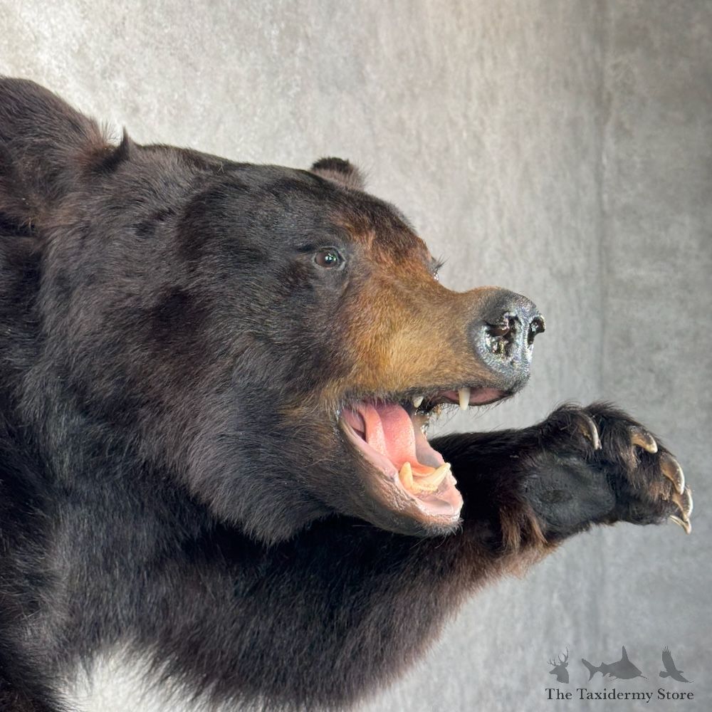 Black Bear 1/2 Life-Size Mount For Sale #29873 @ The Taxidermy Store