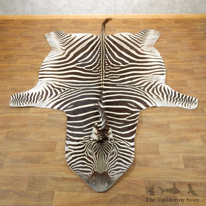 African Zebra Full-Size Taxidermy Rug For Sale #17869 @ The Taxidermy Store