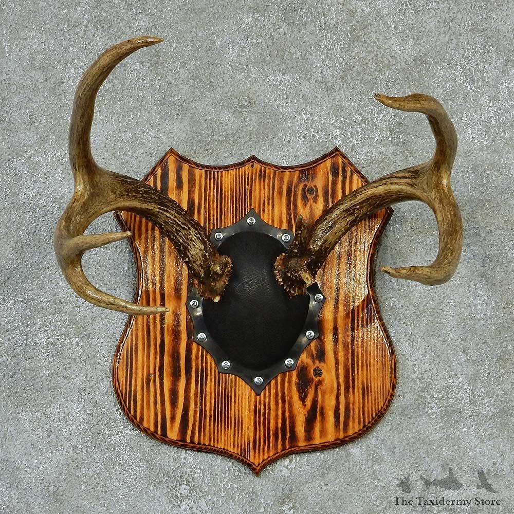 Whitetail Deer Antlers Plaque Taxidermy Mount #13271 For Sale @ The Taxidermy Store