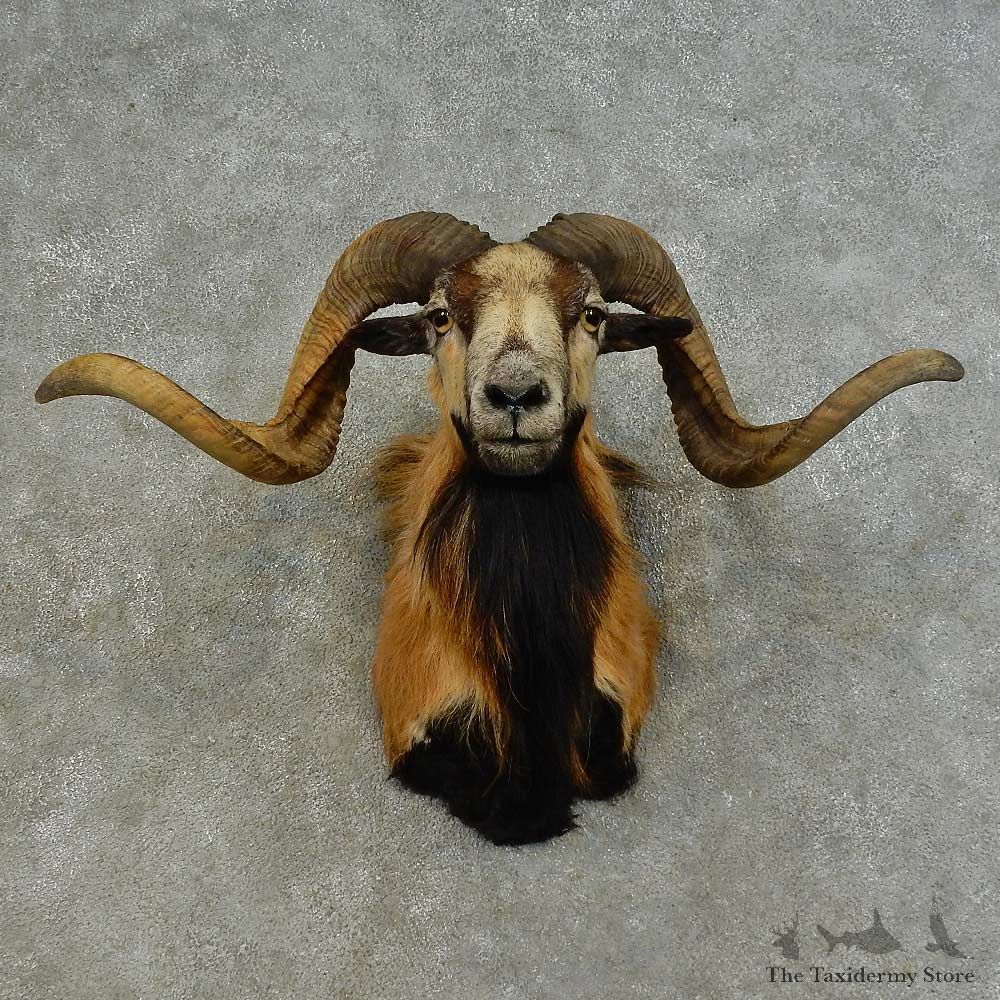 Corsican Ram Shoulder Mount For Sale #16455 @ The Taxidermy Store