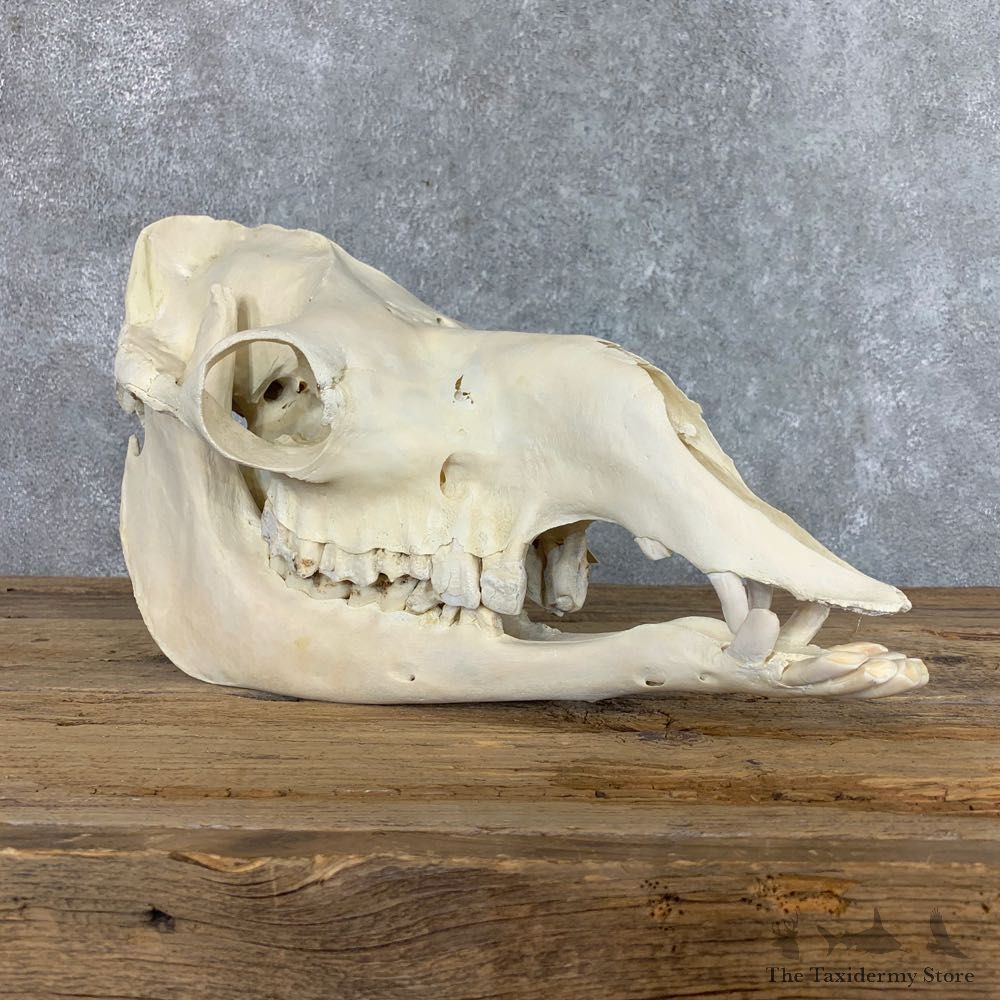 Dromedary Camel Full Skull For Sale #22197 @ The Taxidermy Store