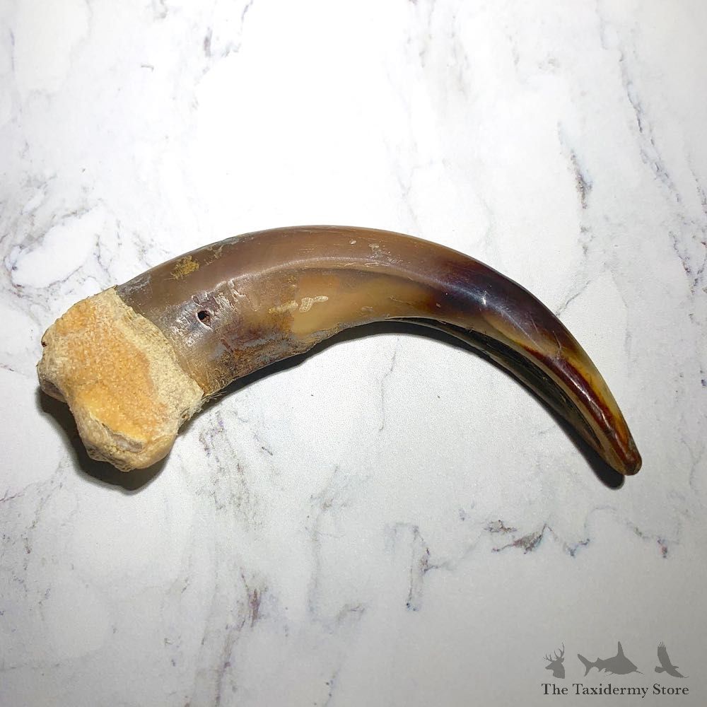 Grizzly Bear Claw For Sale #23782 - The Taxidermy Store