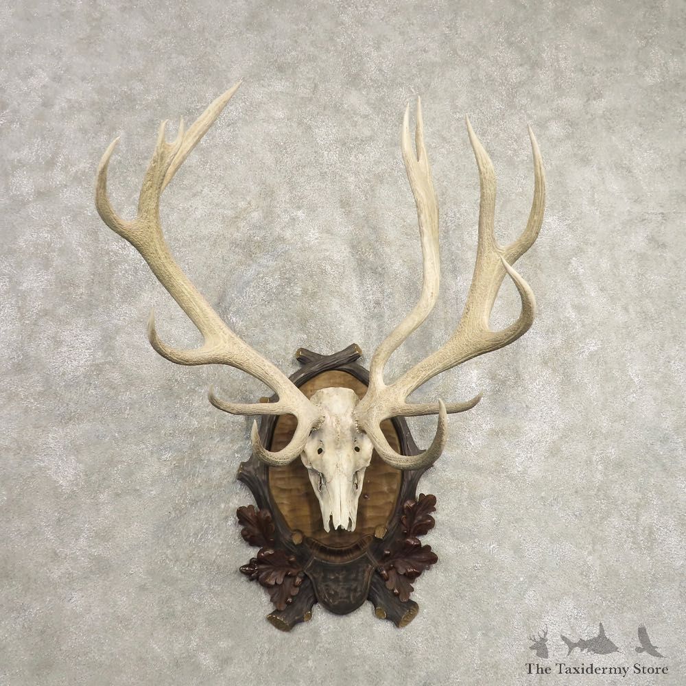Red Deer Skull Antler European Mount For Sale #20488 @ The Taxidermy Store