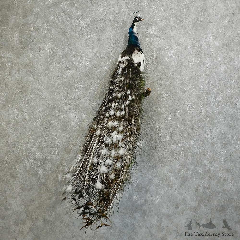 Indian Peacock Bird Mount For Sale #16058 @ The Taxidermy Store