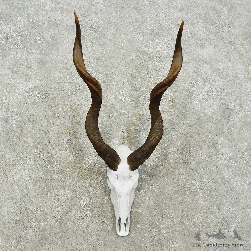 Kudu Skull & Horns European Mount For Sale #15827 @ The Taxidermy Store