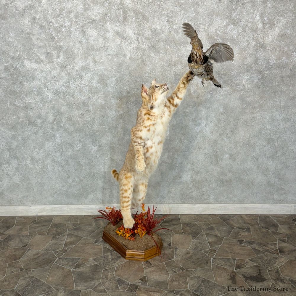 Bobcat Life-Size Mount For Sale #29356 @ The Taxidermy Store