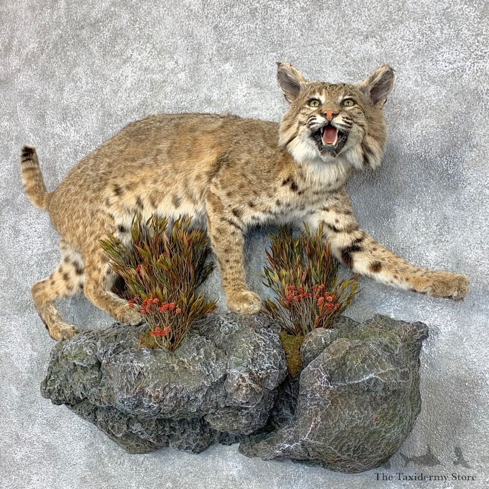 Bobcat Life-Size Mount For Sale #22850 @ The Taxidermy Store