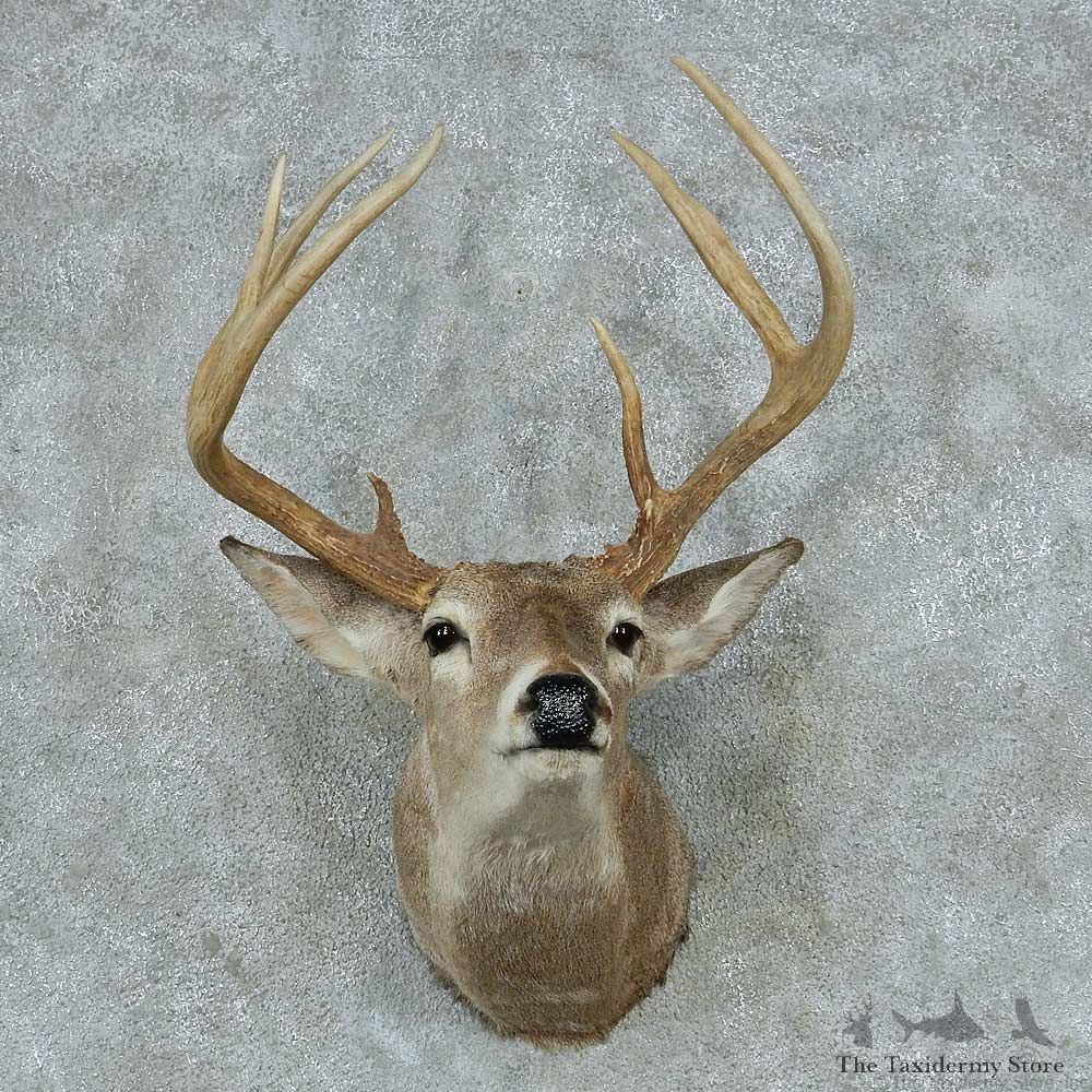 Whitetail Deer Antler Plaque Mount #13786 For Sale @ The Taxidermy Store