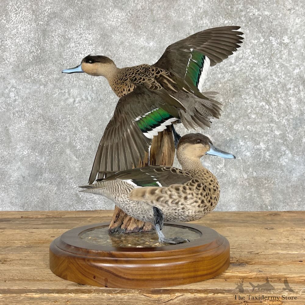 Blue Billed Teal Duck Pair Mount For Sale #27583 @ The Taxidermy Store