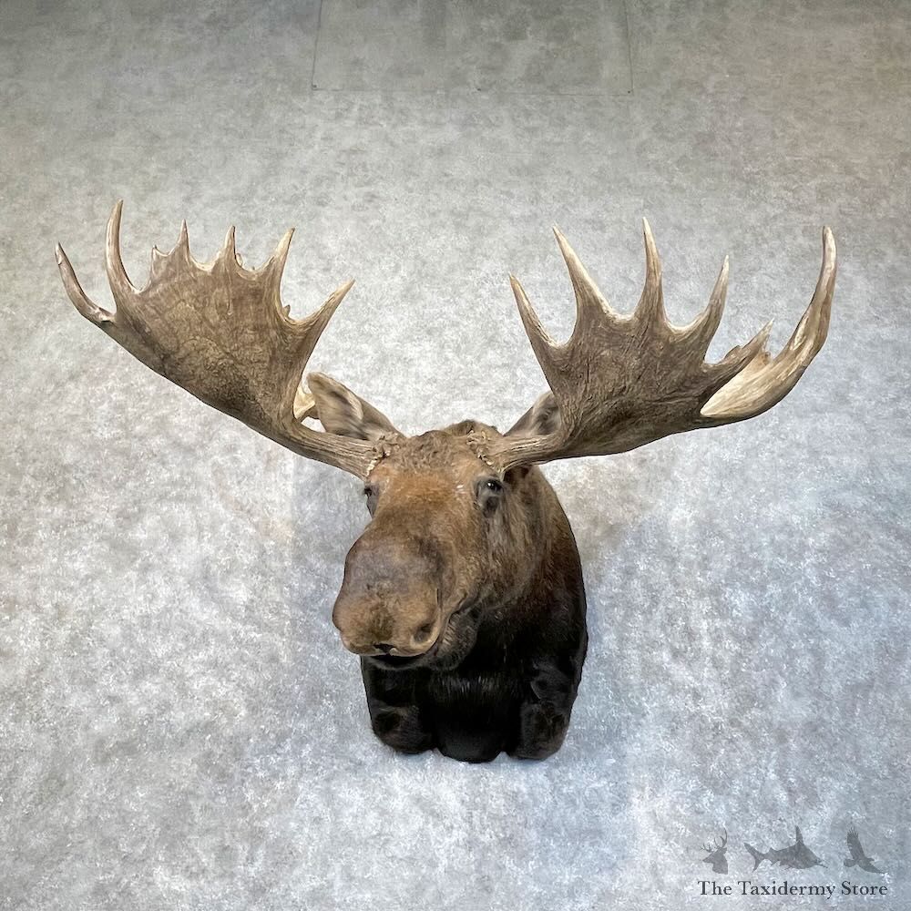 Alaskan Yukon Moose Shoulder Mount For Sale #28483 @ The Taxidermy Store