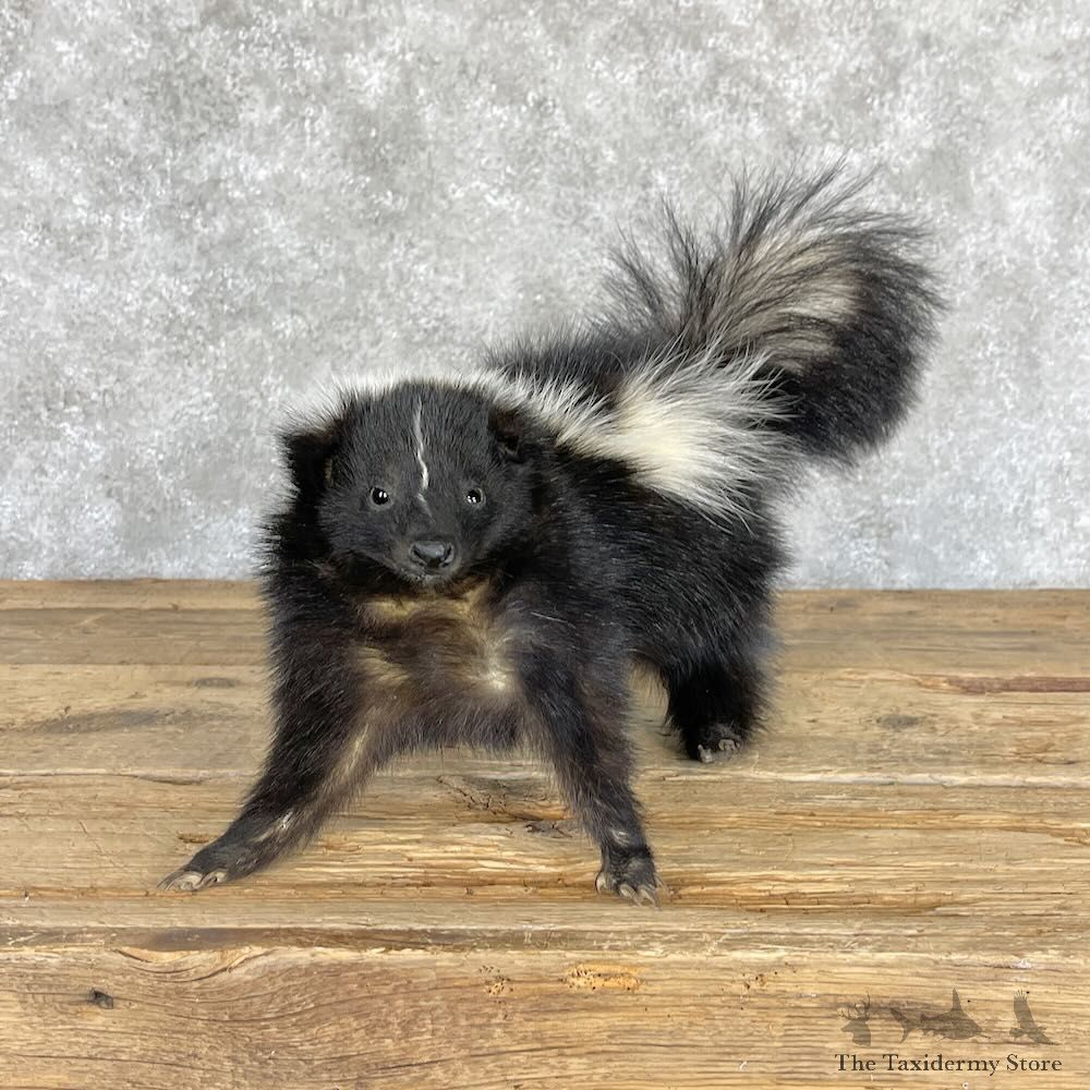 Striped Skunk Life-Size Mount For Sale #28213 @ The Taxidermy Store