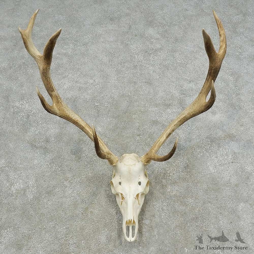 Rocky Mountain Elk Skull European Mount For Sale #16727 @ The Taxidermy Store