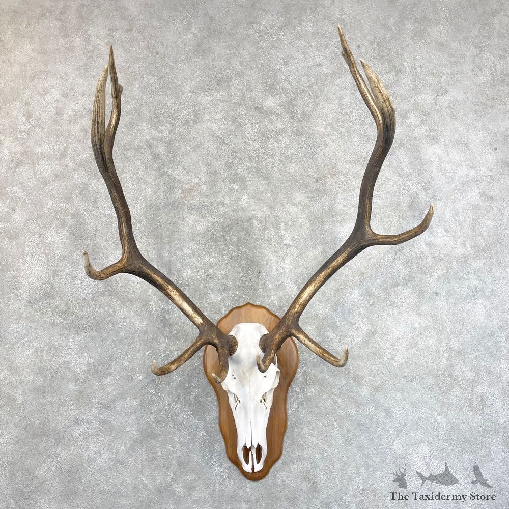 Rocky Mountain Elk Skull European Mount For Sale #24246 @ The Taxidermy Store