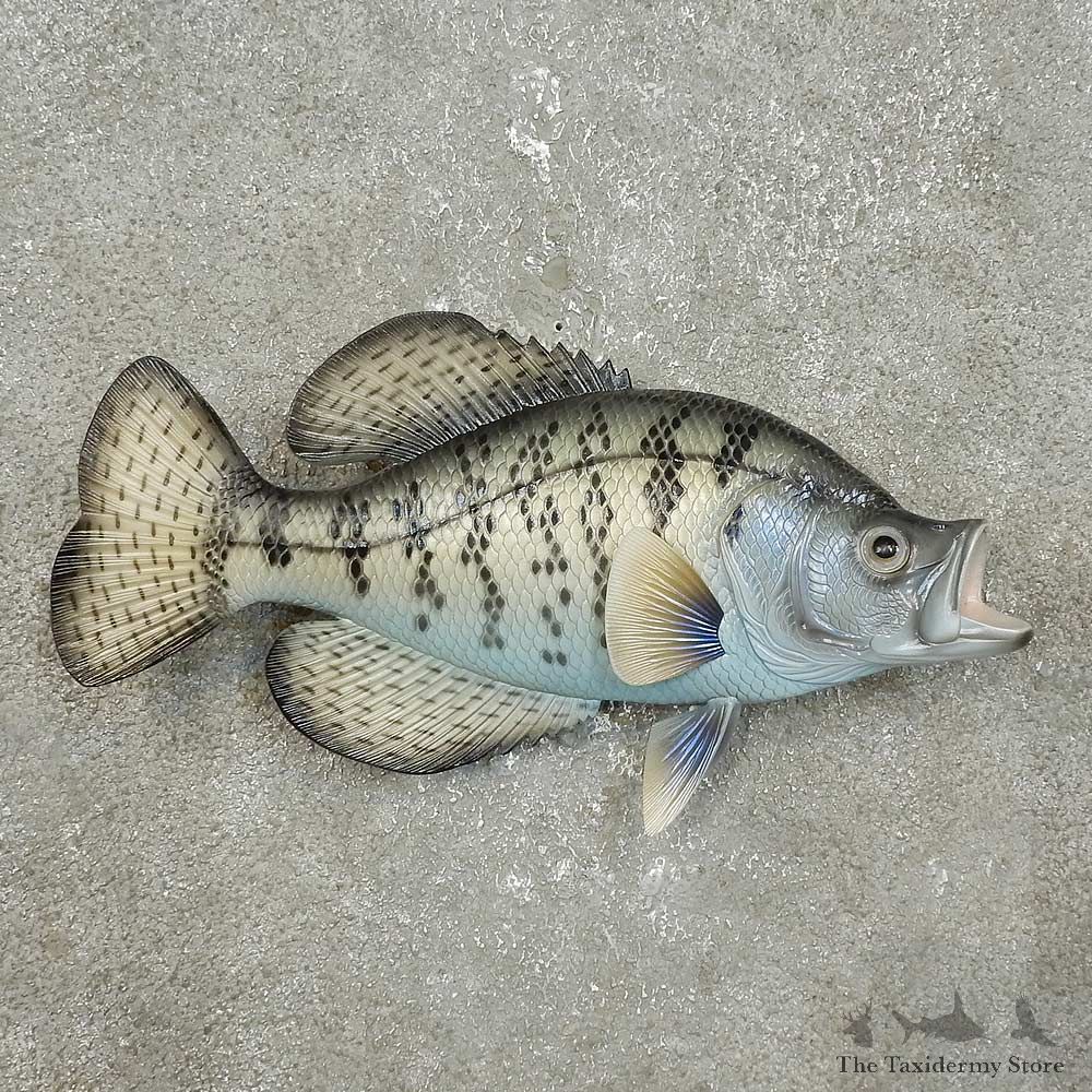 Replica Crappie Fish Mount For Sale #15919 @ The Taxidermy Store
