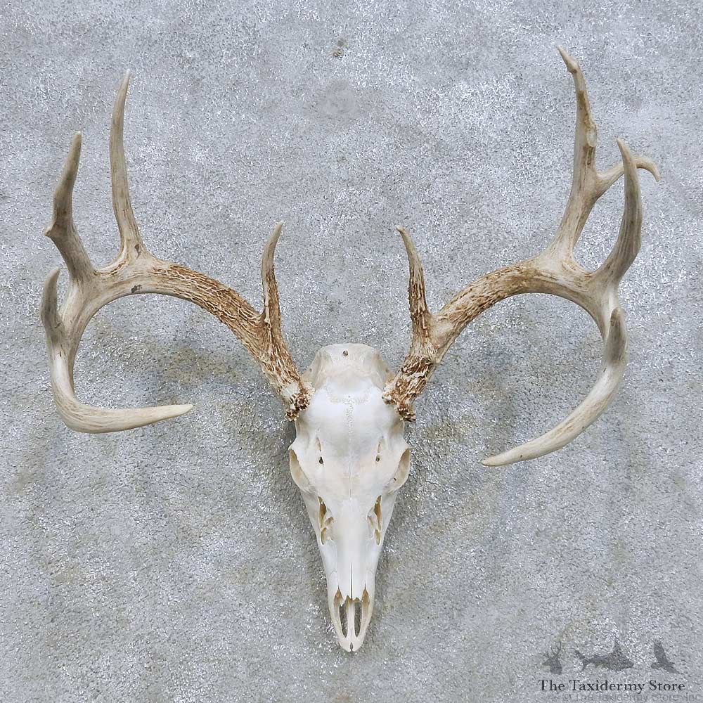 Whitetail Deer Skull European Mount For Sale #14645 @ The Taxidermy Store