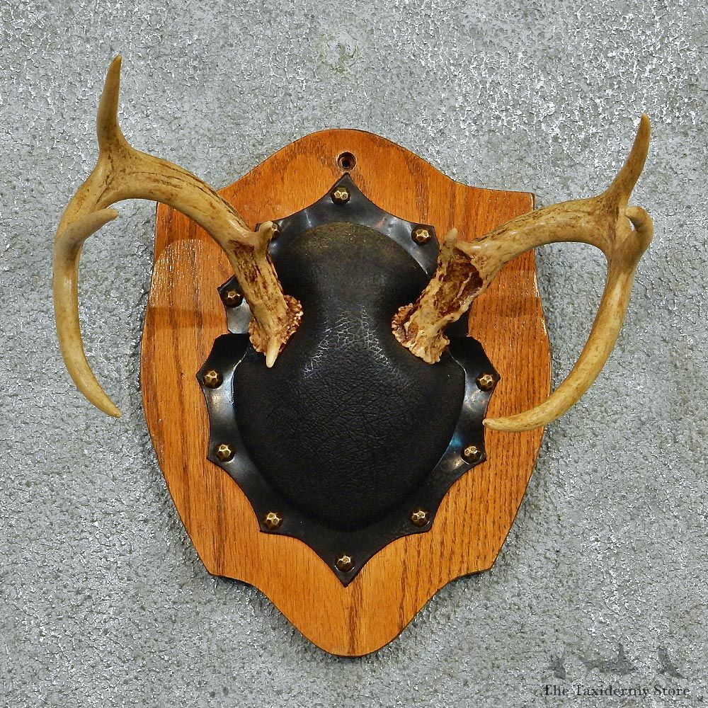 Whitetail Deer Antlers Plaque Taxidermy Mount #12976 For Sale @ The Taxidermy Store