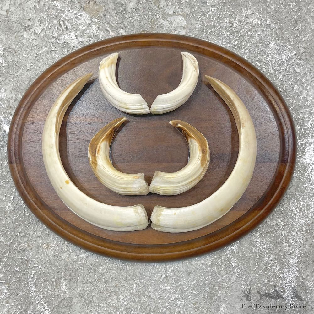 Russian Razorback Tooth Display For Sale #24258 @ The Taxidermy Store