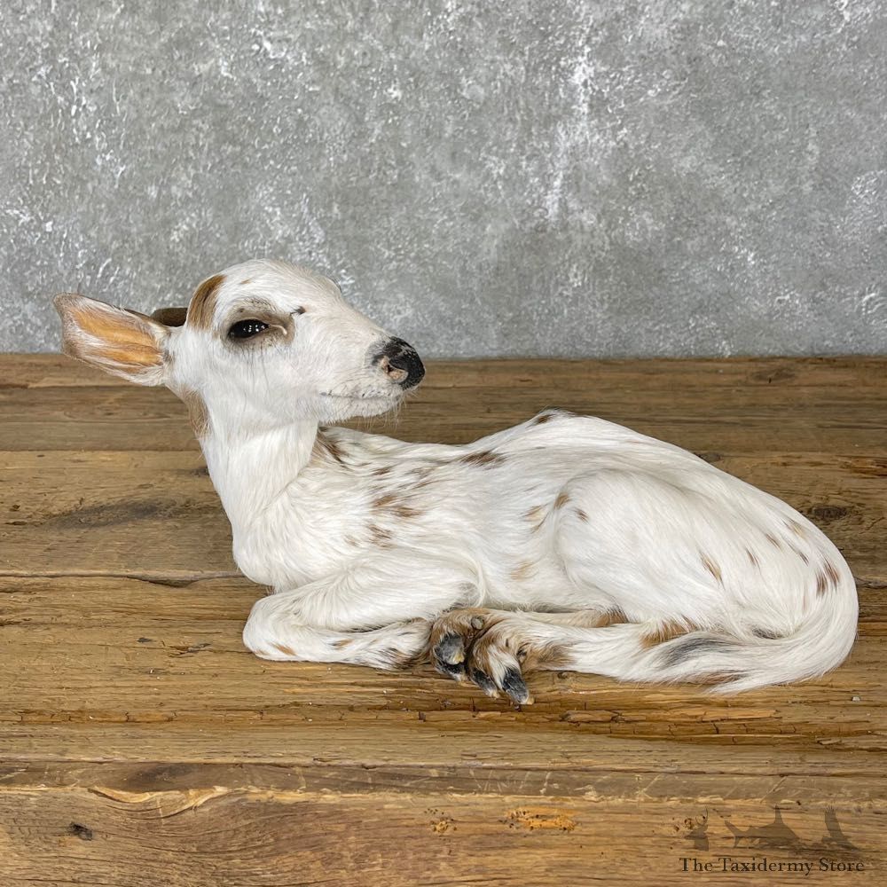Piebald Whitetail Deer Fawn Life-Size Mount For Sale #24133 - The Taxidermy Store