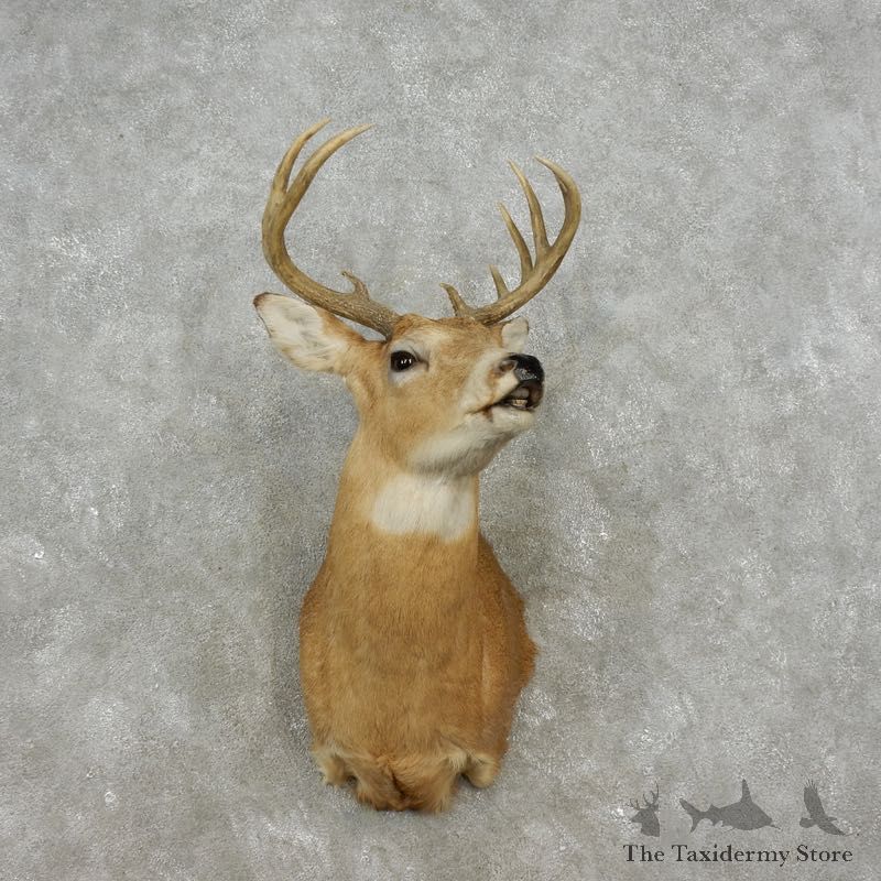 Whitetail Deer Shoulder Mount For Sale #17358 @ The Taxidermy Store